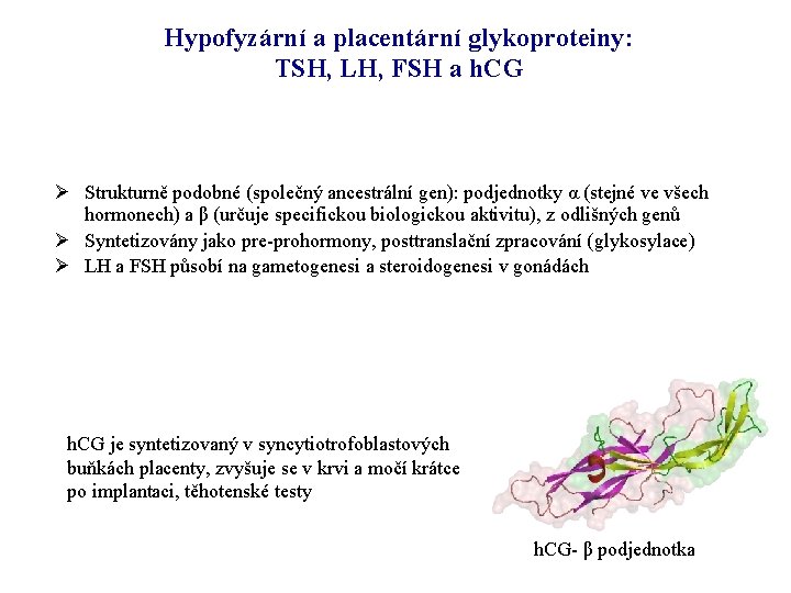 Hypofyzární a placentární glykoproteiny: TSH, LH, FSH a h. CG Ø Strukturně podobné (společný