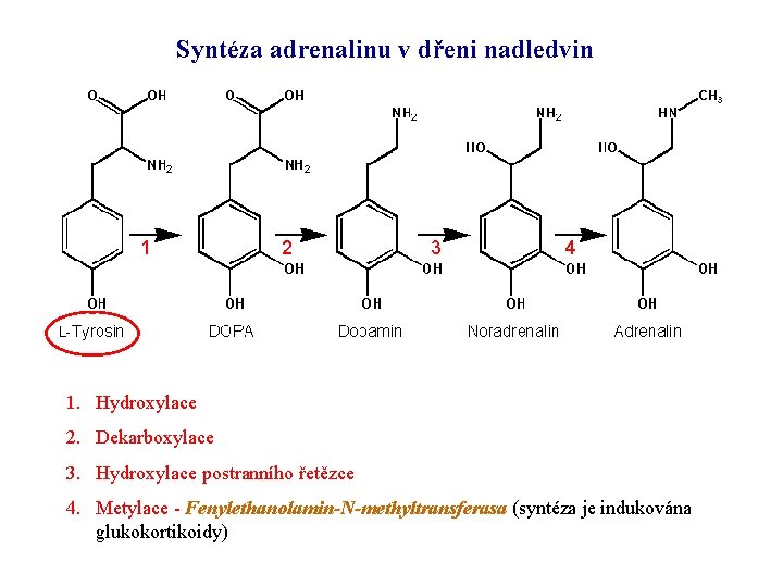 Syntéza adrenalinu v dřeni nadledvin 1 2 3 4 1. Hydroxylace 2. Dekarboxylace 3.
