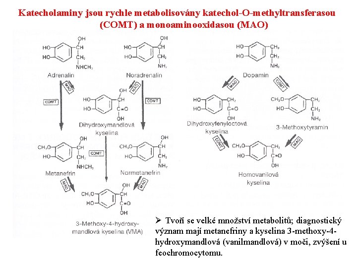 Katecholaminy jsou rychle metabolisovány katechol-O-methyltransferasou (COMT) a monoaminooxidasou (MAO) Ø Tvoří se velké množství
