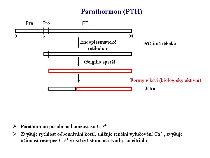 Parathormon (PTH) Pre 31 Pro PTH 6 1 84 Endoplasmatické retikulum Příštitná tělíska Golgiho