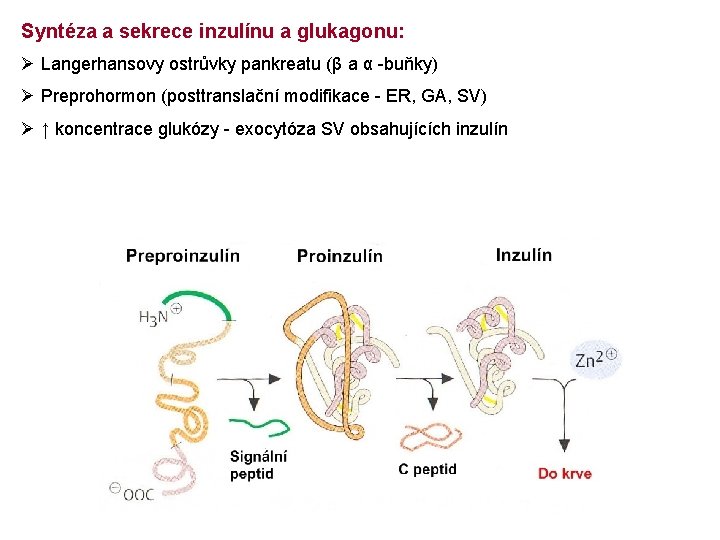 Syntéza a sekrece inzulínu a glukagonu: Ø Langerhansovy ostrůvky pankreatu (β a α -buňky)