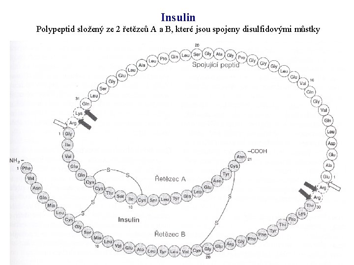 Insulin Polypeptid složený ze 2 řetězců A a B, které jsou spojeny disulfidovými můstky