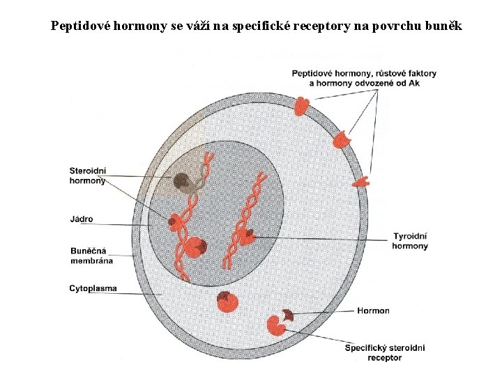 Peptidové hormony se váží na specifické receptory na povrchu buněk 