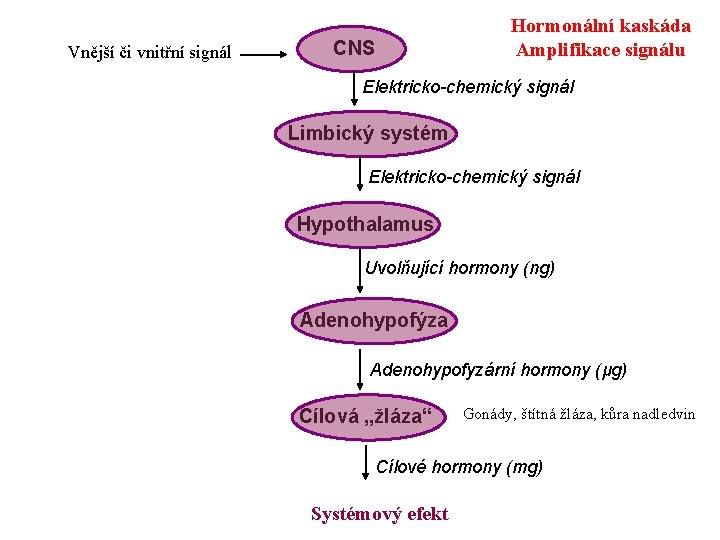 Vnější či vnitřní signál CNS Hormonální kaskáda Amplifikace signálu Elektricko-chemický signál Limbický systém Elektricko-chemický