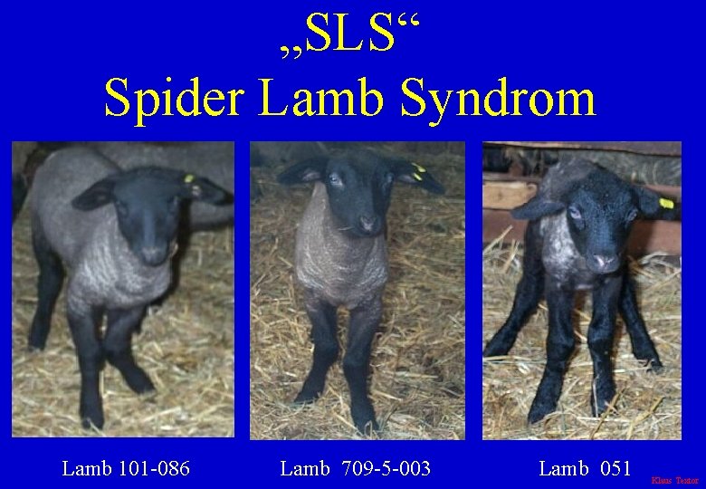 „SLS“ Spider Lamb Syndrom Lamb 101 -086 Lamb 709 -5 -003 Lamb 051 Klaus