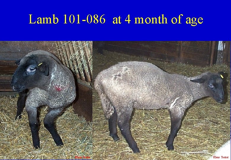 Lamb 101 -086 at 4 month of age Klaus Textor 
