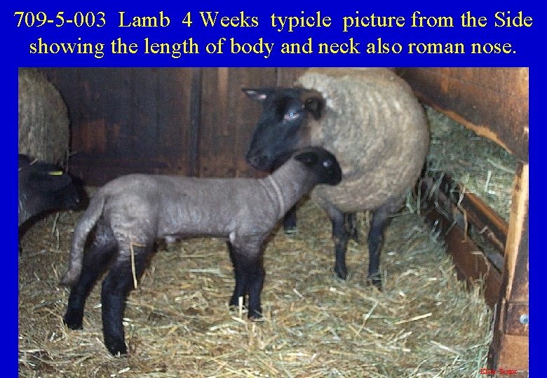 709 -5 -003 Lamb 4 Weeks typicle picture from the Side showing the length