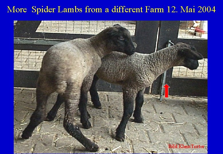 More Spider Lambs from a different Farm 12. Mai 2004 Bild Klaus. Textor 