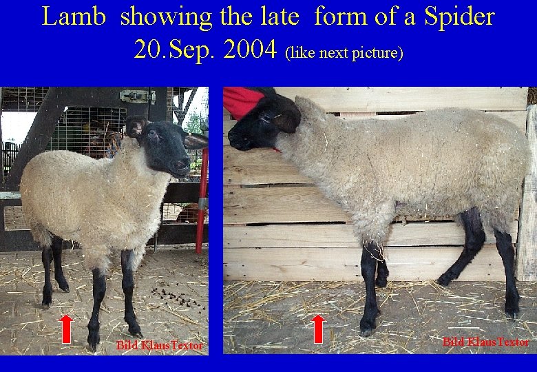 Lamb showing the late form of a Spider 20. Sep. 2004 (like next picture)