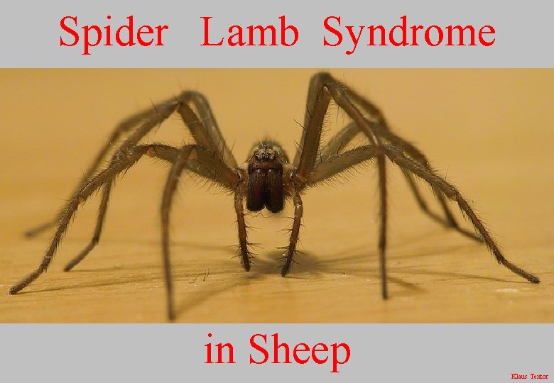 Spider Lamb Syndrome in Sheep Klaus Textor 