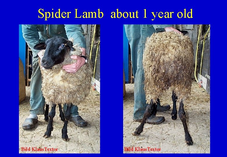 Spider Lamb about 1 year old Bild Klaus. Textor 