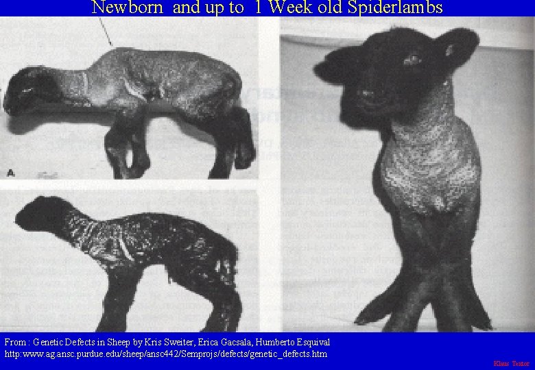 Newborn and up to 1 Week old Spiderlambs From : Genetic Defects in Sheep