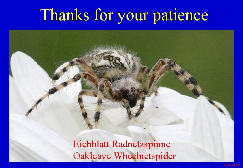 Thanks for your patience Eichblatt Radnetzspinne Oakleave Wheelnetspider Klaus Textor 