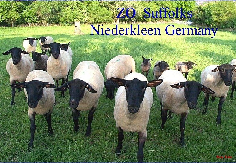 ZO Suffolks Niederkleen Germany Klaus Textor 