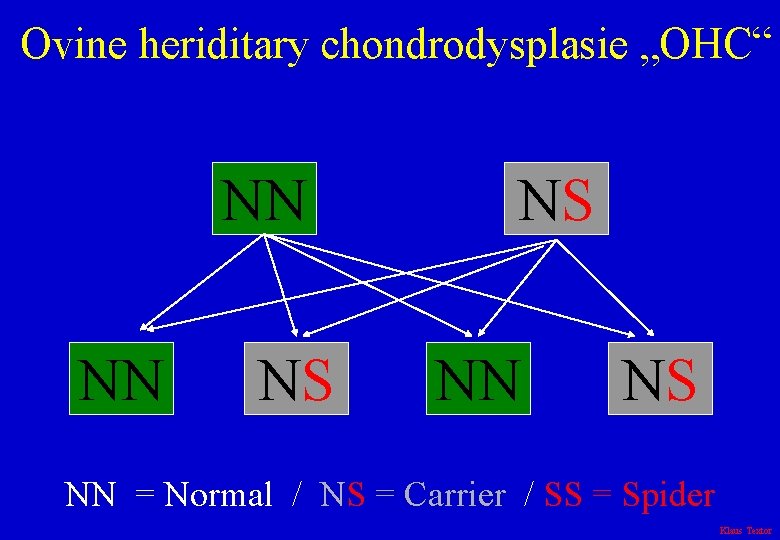 Ovine heriditary chondrodysplasie „OHC“ NN NN NS NS NN = Normal / NS =