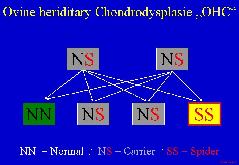 Ovine heriditary Chondrodysplasie „OHC“ NS NN NS NS NS SS NN = Normal /