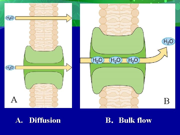 A A. Diffusion B B．Bulk flow 