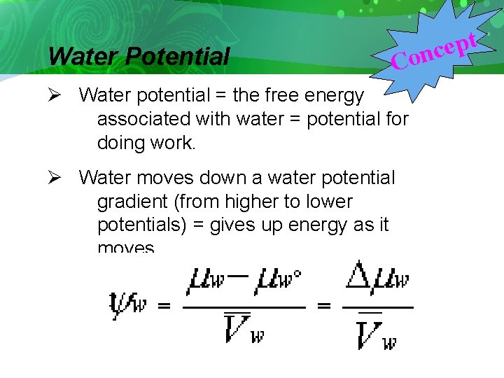 Water Potential t p e c on C Ø Water potential = the free