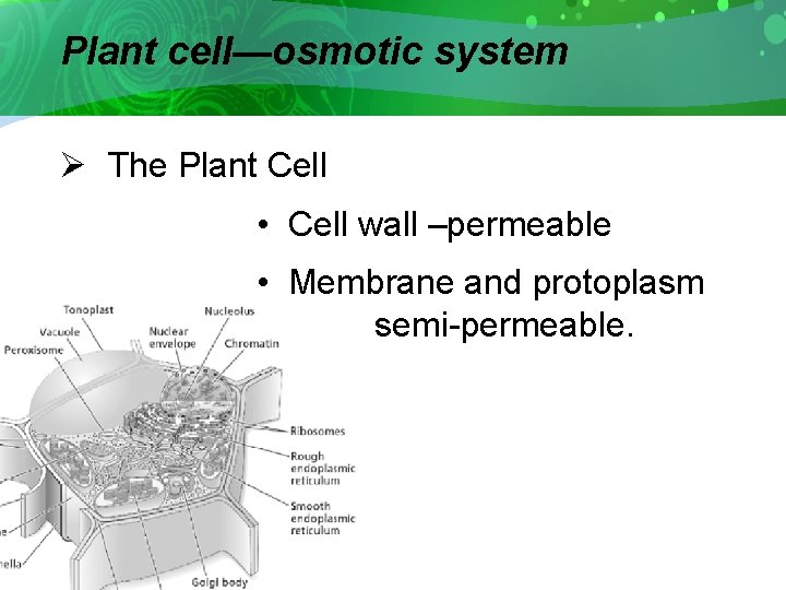 Plant cell—osmotic system Ø The Plant Cell • Cell wall –permeable • Membrane and