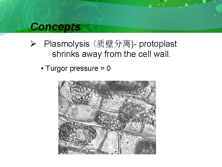 Concepts Ø Plasmolysis (质壁分离)- protoplast shrinks away from the cell wall. • Turgor pressure