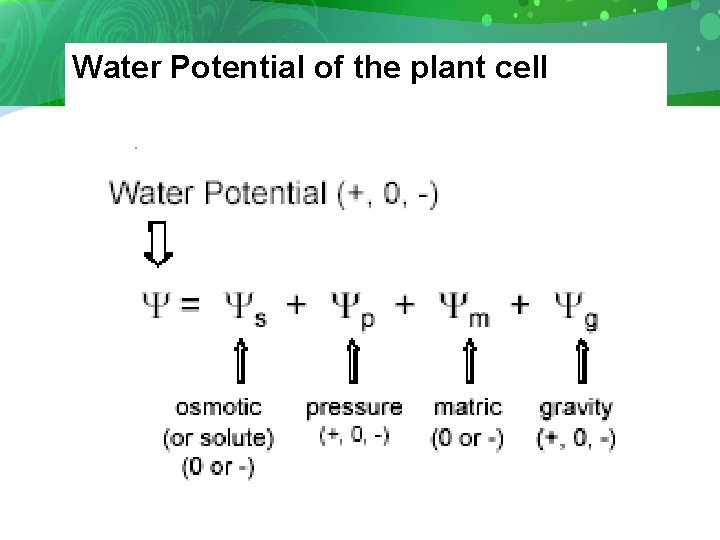 Water Potential of the plant cell 