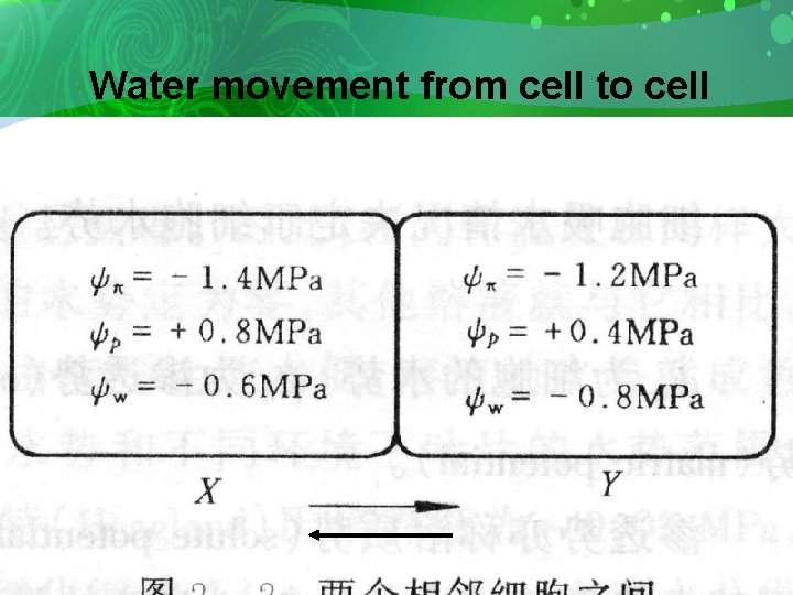Water movement from cell to cell 