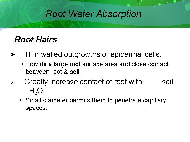 Root Water Absorption Root Hairs Ø Thin-walled outgrowths of epidermal cells. • Provide a