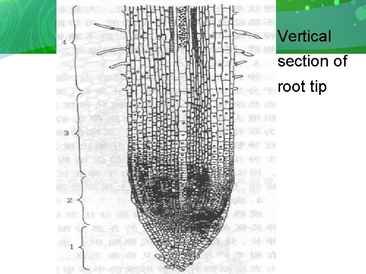 Vertical section of root tip 