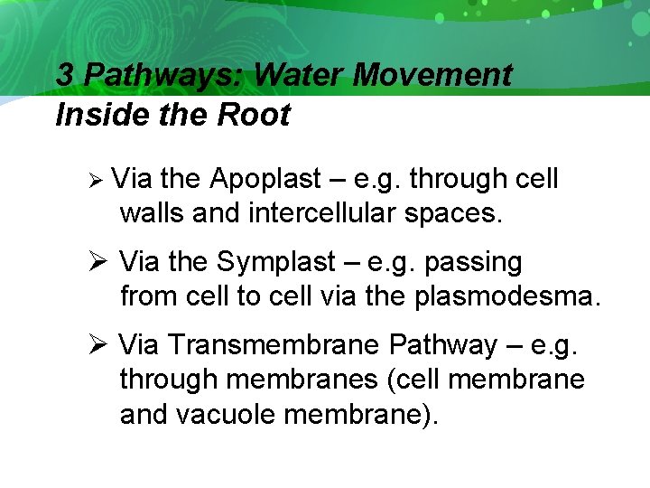 3 Pathways: Water Movement Inside the Root Ø Via the Apoplast – e. g.