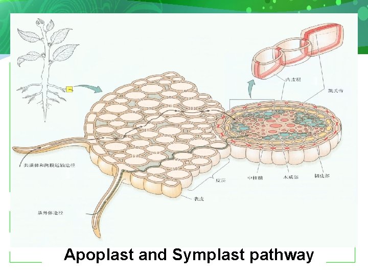 Apoplast Symplast Apoplast and Symplast pathway 