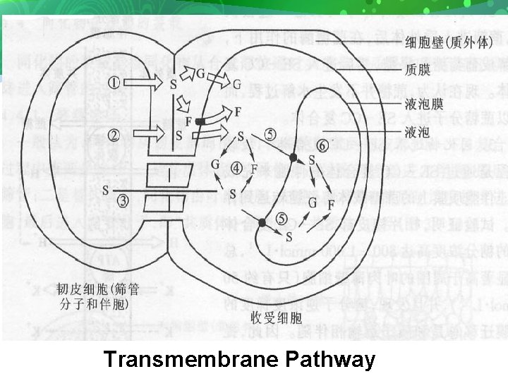Transmembrane Pathway 