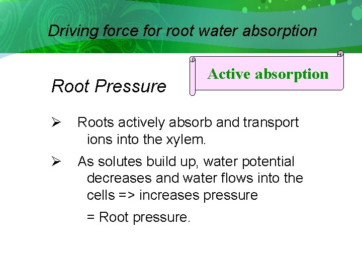 Driving force for root water absorption Root Pressure Active absorption Ø Roots actively absorb