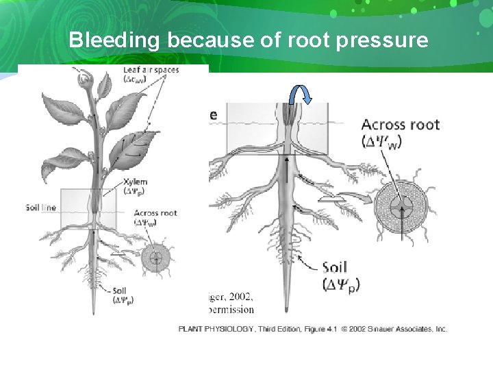 Bleeding because of root pressure 