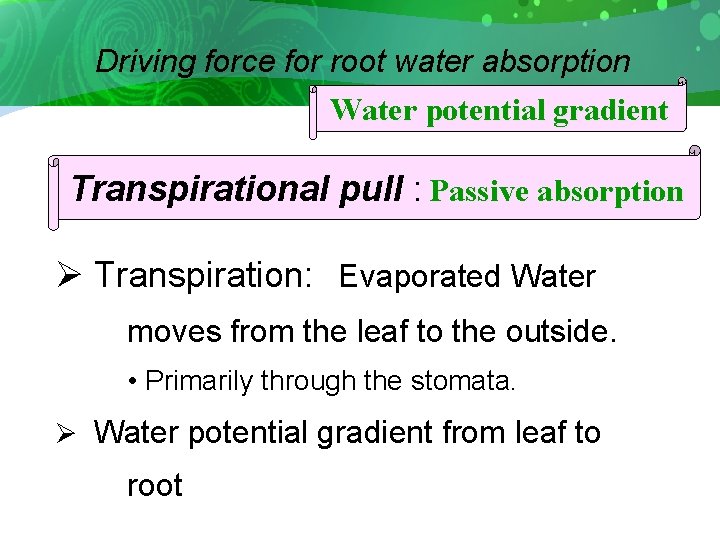 Driving force for root water absorption Water potential gradient Transpirational pull : Passive absorption