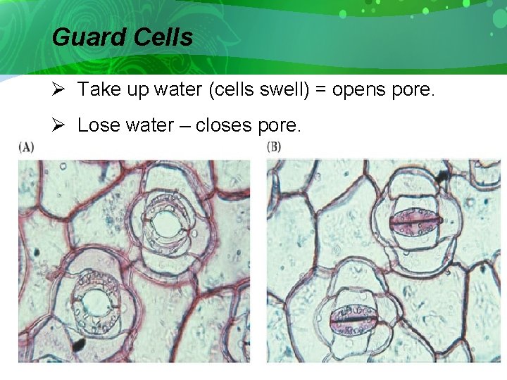 Guard Cells Ø Take up water (cells swell) = opens pore. Ø Lose water