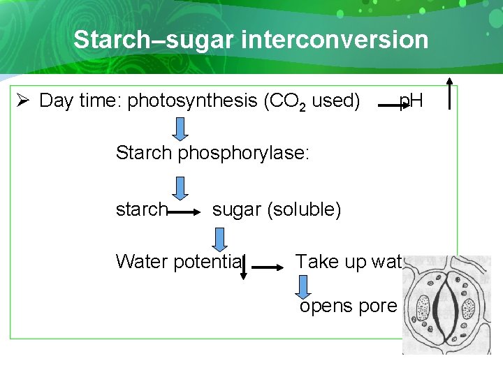 Starch–sugar interconversion Ø Day time: photosynthesis (CO 2 used) p. H Starch phosphorylase: starch