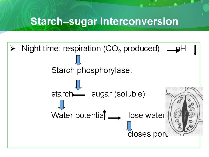 Starch–sugar interconversion Ø Night time: respiration (CO 2 produced) p. H Starch phosphorylase: starch