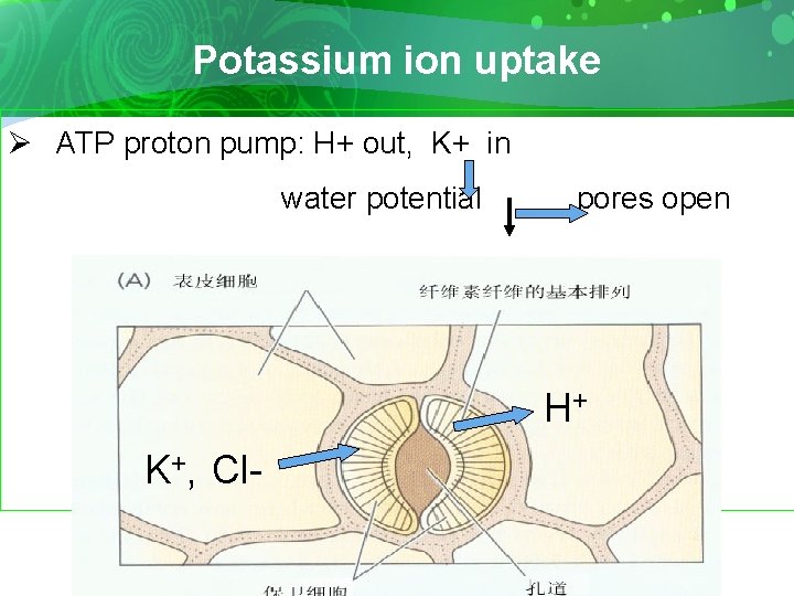 Potassium ion uptake Ø ATP proton pump: H+ out, K+ in water potential pores