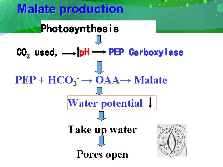 Malate production Photosynthesis CO 2 used, p. H PEP Carboxylase PEP + HCO 3
