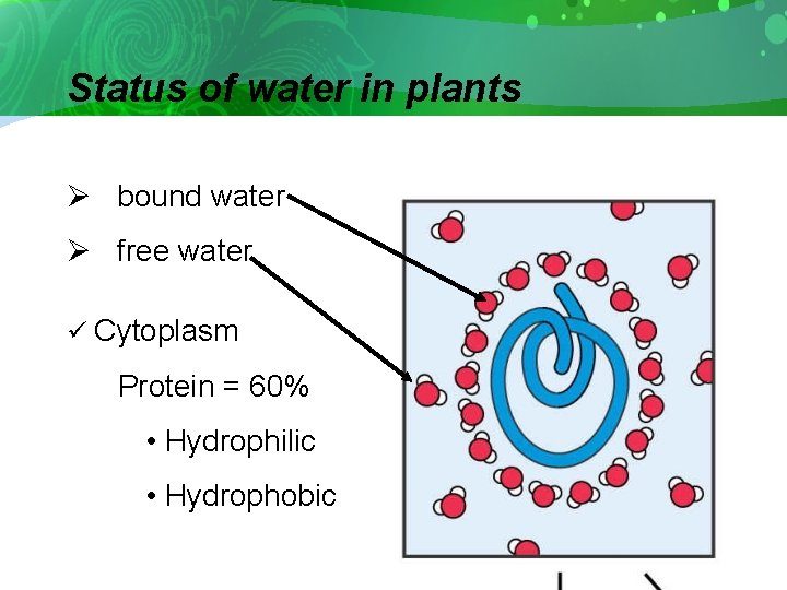 Status of water in plants Ø bound water Ø free water ü Cytoplasm Protein