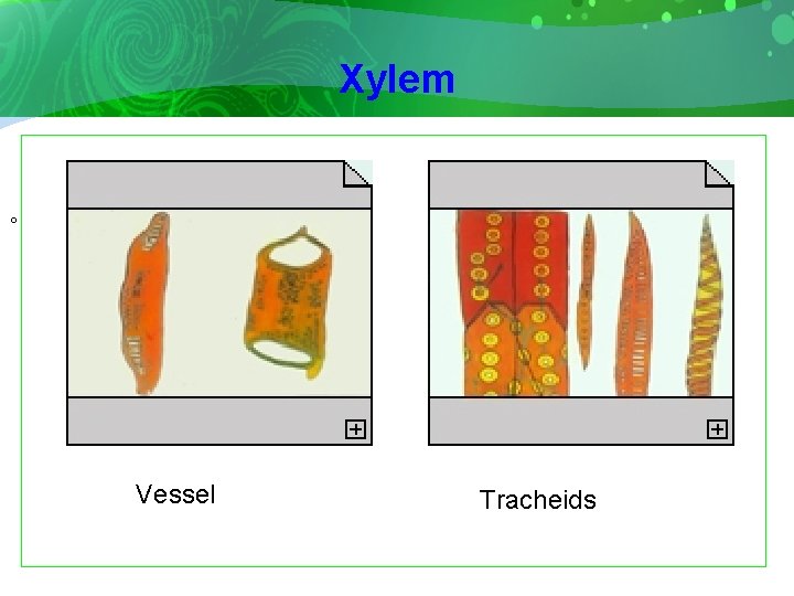 Xylem 。 Vessel Tracheids 