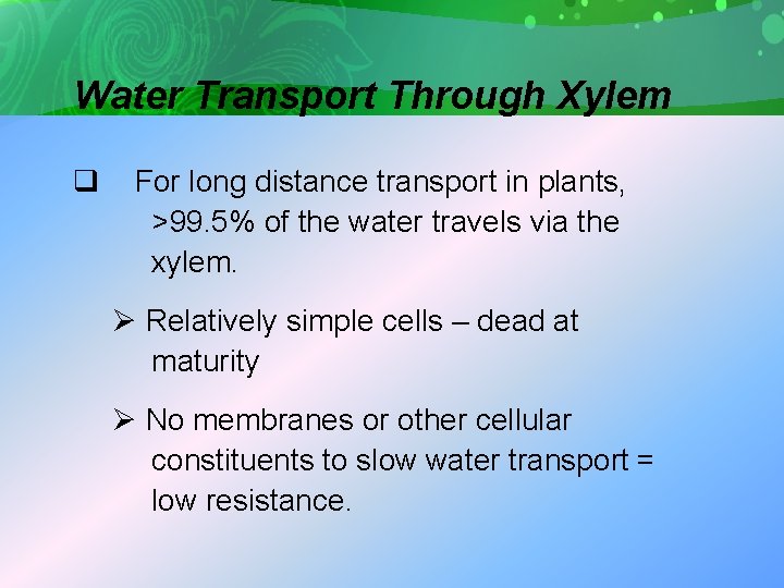 Water Transport Through Xylem q For long distance transport in plants, >99. 5% of