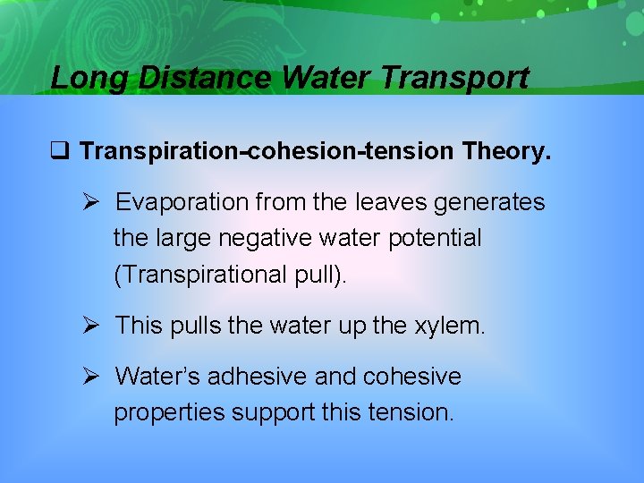 Long Distance Water Transport q Transpiration-cohesion-tension Theory. Ø Evaporation from the leaves generates the