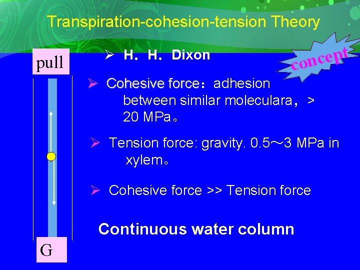 Transpiration-cohesion-tension Theory pull Ø H．H．Dixon t p e c con Ø Cohesive force：adhesion Cohesive