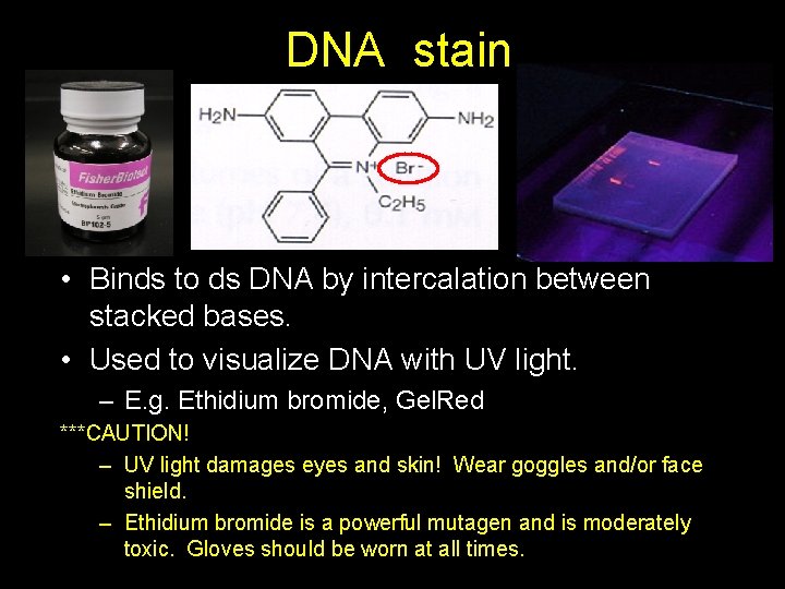 DNA stain • Binds to ds DNA by intercalation between stacked bases. • Used