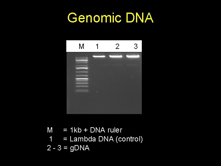 Genomic DNA M 1 2 3 M = 1 kb + DNA ruler 1