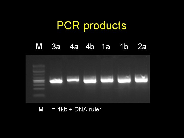 PCR products M M 3 a 4 a 4 b 1 a = 1