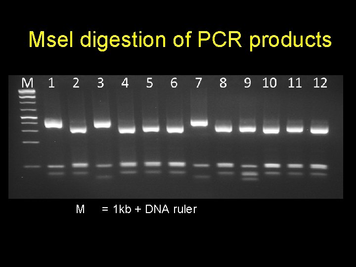 Msel digestion of PCR products M = 1 kb + DNA ruler 