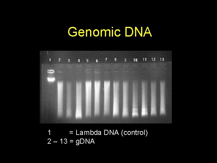 Genomic DNA 1 = Lambda DNA (control) 2 – 13 = g. DNA 