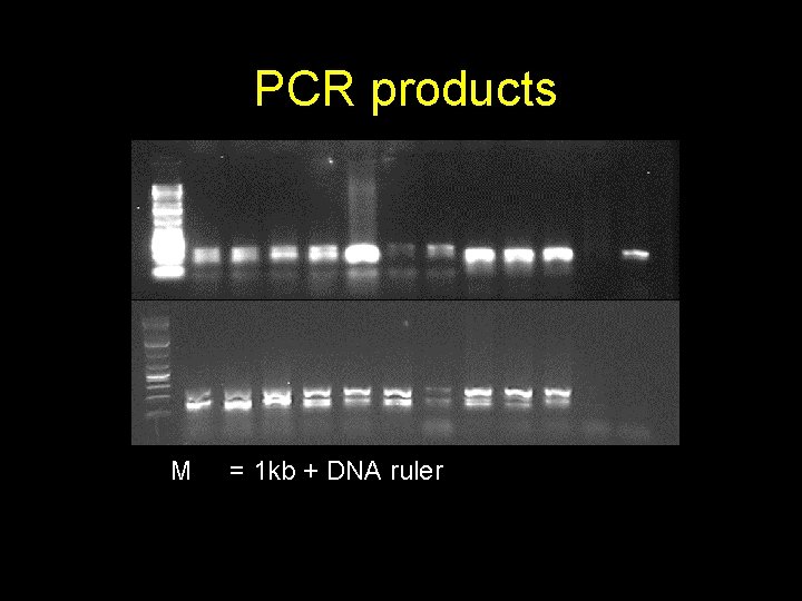 PCR products M = 1 kb + DNA ruler 